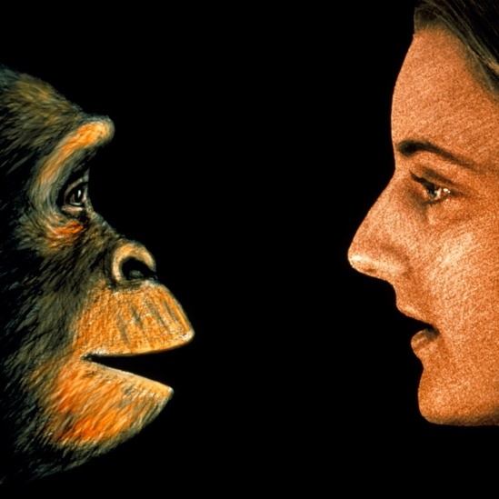 Chimpanzés comem cérebro de macacos bebês. Saiba o porquê