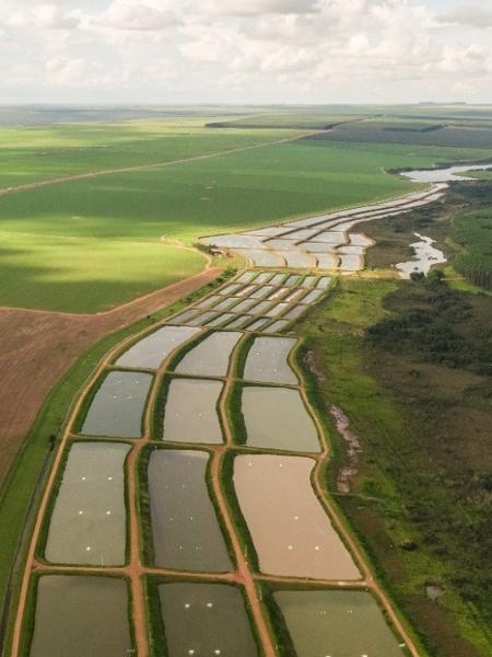 Áreas de produção de peixe do grupo Bom Futuro - Divulgação