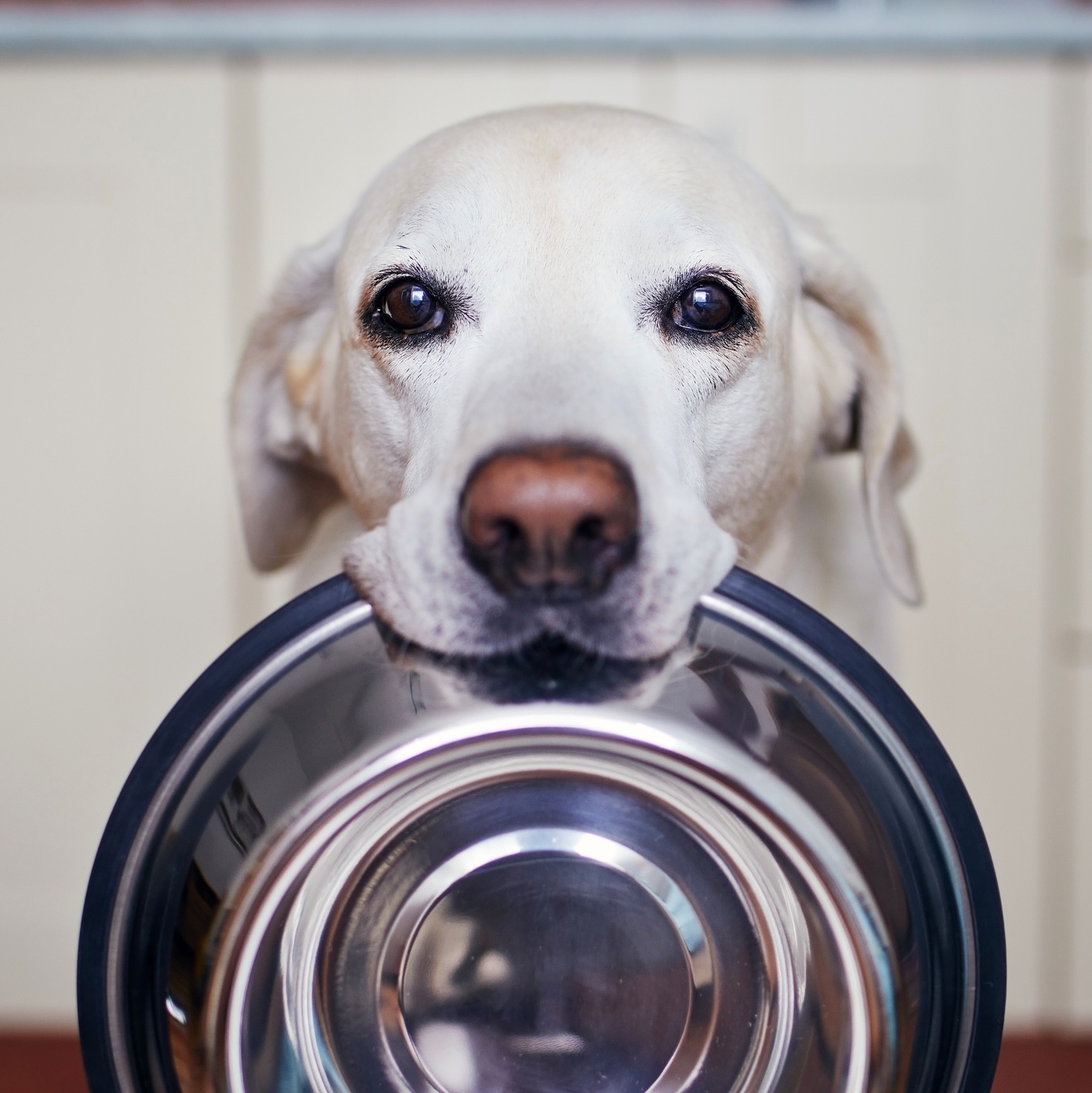 Como esconder comida em qualquer lugar - Truques inteligentes