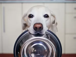 Seu cão come demais ou muito rápido? 5 dicas para ajudá-lo