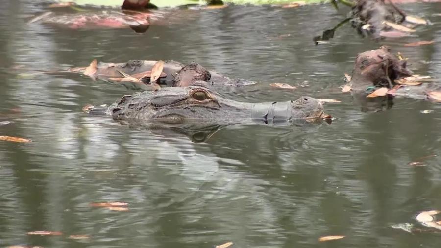 Crocodilo está com boca presa há dois meses em lago de Brandon, na Flórida - Reprodução