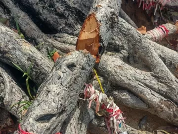Símbolo turístico do RN, 'Árvore do Amor' é atacada e tem raízes cortadas