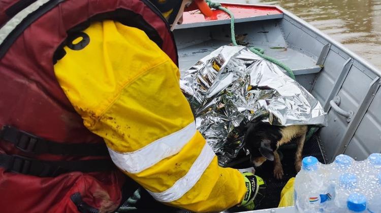 Cãozinho recebe manta térmica após ser resgatado com hipotermia em São Leopoldo (RS)