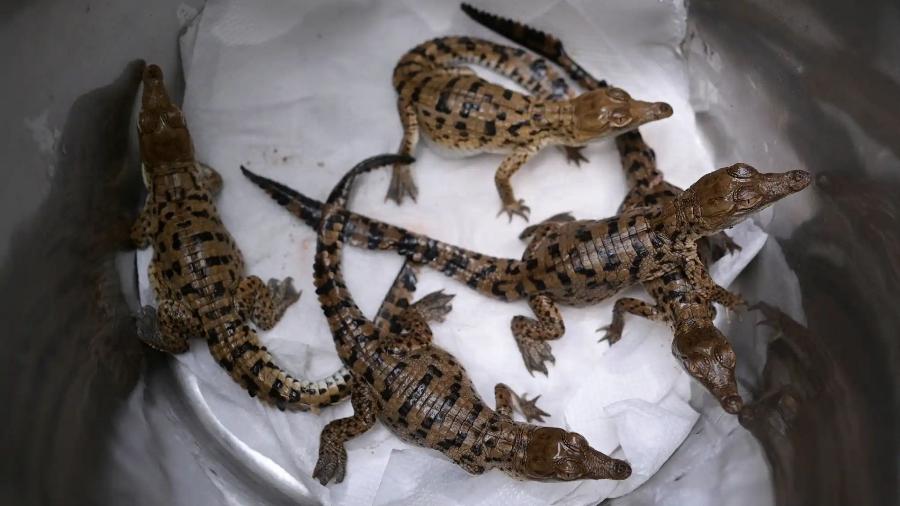Crocodilos voltam à natureza em ação inédita na Venezuela Crocodilos voltam à natureza em ação inédita na Venezuela