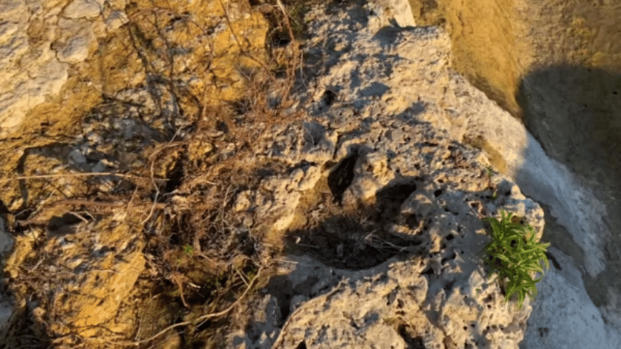Pegada de dinossauro foi identificada no leito de riacho no Texas