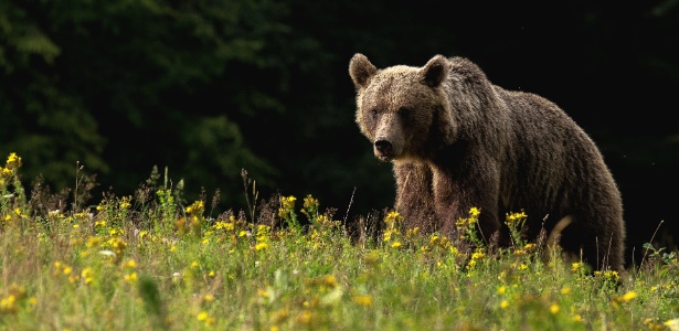 Ursos-pardos, como o da foto, carregam DNA do urso-das-cavernas - Lajos Berde via The New York Times