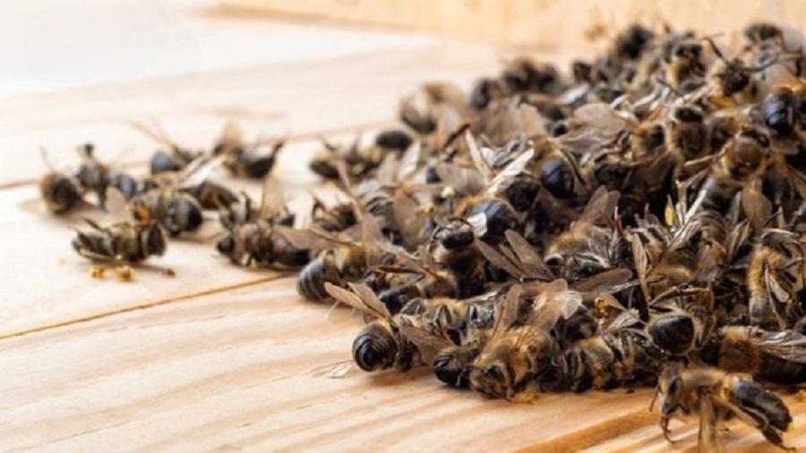 Agrotóxico matou 50 milhões de abelhas em Santa Catarina em um só mês - Getty Images