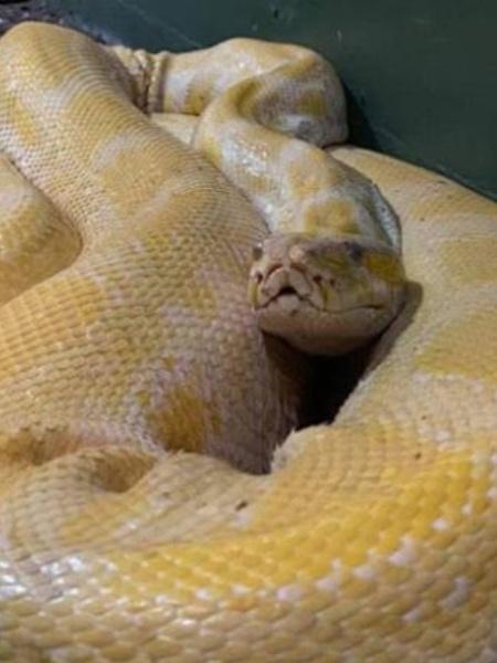 Cara, a cobra píton que desapareceu em um shopping nos EUA - Reprodução/Blue Zoo Baton Rouge