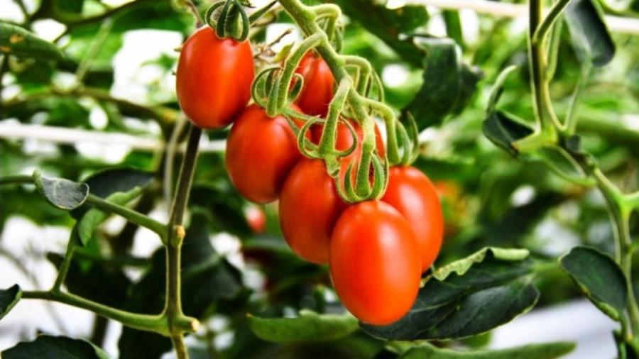A queda da oferta de tomate provocou elevações de preços de 50% a 60% - Divulgação/Sanatech Seed