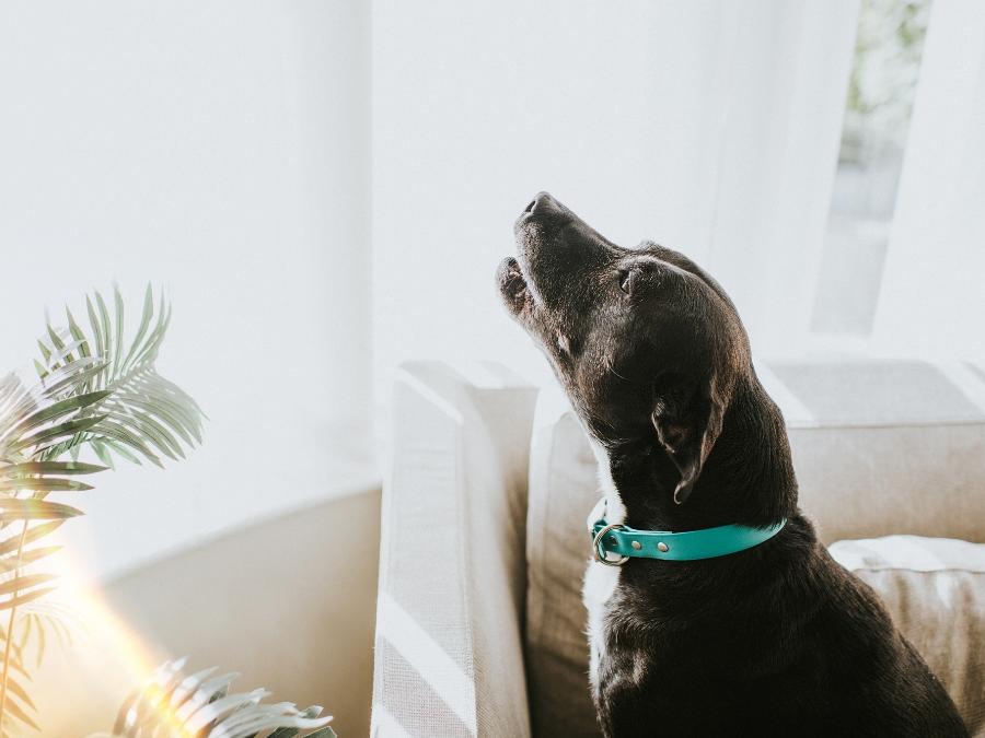 5 causas para seu cão estar latindo muito e o que fazer para ajudá-lo