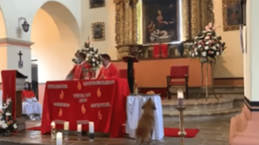 Cachorro fez sucesso nas redes após roubar pão durante celebração de missa - Reprodução/Twitter