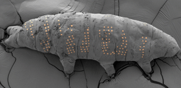 Por que tatuar tardígrados pode ser revolucionário