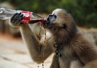 Gibão pega Coca Cola de refrigerante e se esbalda, na China - Wong Campion/Reuters