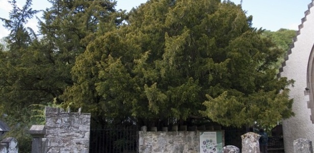 "Teixo de Fortingall", considerada como a árvore mais velha do Reino Unido, em Perthshire, na Escócia - Paul Hermans/Creative Commons