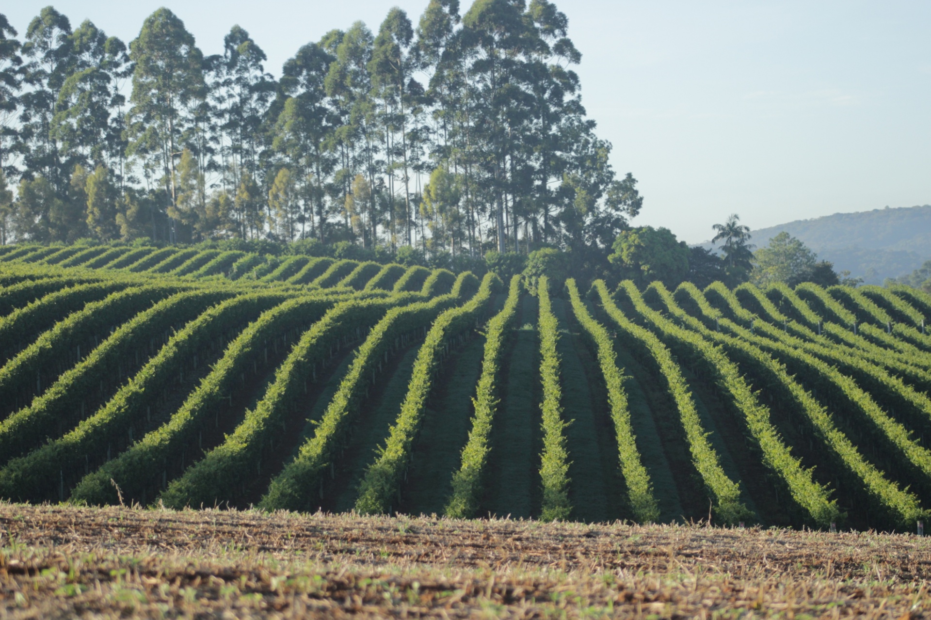Videiras da Vinícola Góes, de São Roque (SP) - Divulgação