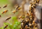 Homem e mulher morrem após serem atacados por enxame de abelhas em MG - Getty Images