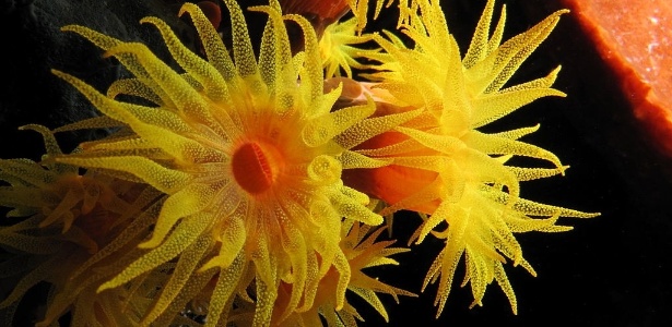 Coral-sol: espécie estrangeira ameaça corais de Abrolhos, na Bahia - Alexander Vasenin 