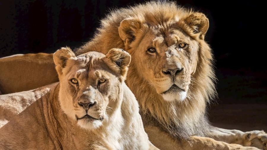 Casal de leões Hubert e Kalisa, do Zoológico de Los Angeles, nos Estados Unidos - Divulgação/L.A. Zoo