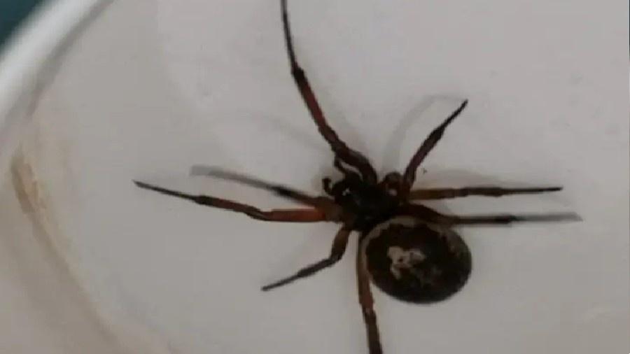 Após encontrar uma falsa viúva negra no banheiro, Kelly Fowden divulga foto da aranha nas redes sociais - Reprodução/Kelly Fowden