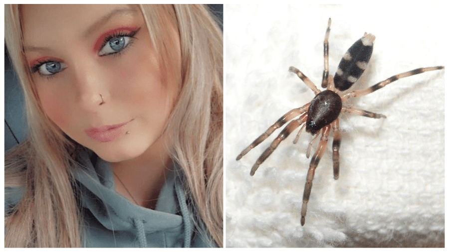 Kristal foi picada por uma aranha na residência da família, em Sidney, na Austrália - Reprodução/Redes Sociais/Wikipedia