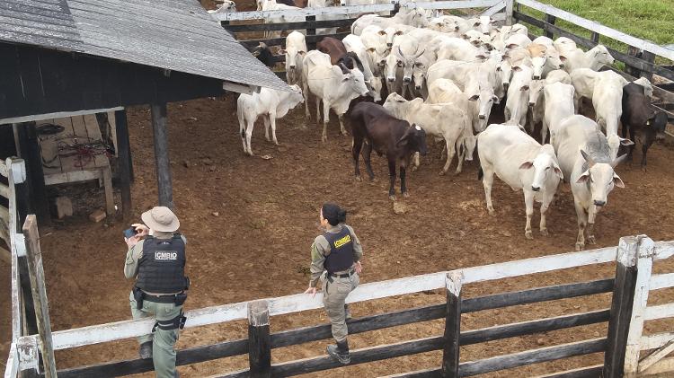 Gado retirado no primeiro dia da operação Suçuarana, na resex Chico Mendes, em Xapuri (AC) Gado retirado no primeiro dia da operação Suçuarana, na resex Chico Mendes, em Xapuri (AC)