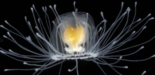A pequena água-viva Turritopsis nutricula pode viver para sempre - Alvaro Migotto/Cebimar/USP