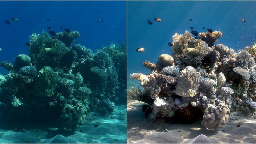 Transformação de imagem subaquática pelo algoritmo Sea-Thru  - Matan Yuval/Sea-Thru/Reprodução