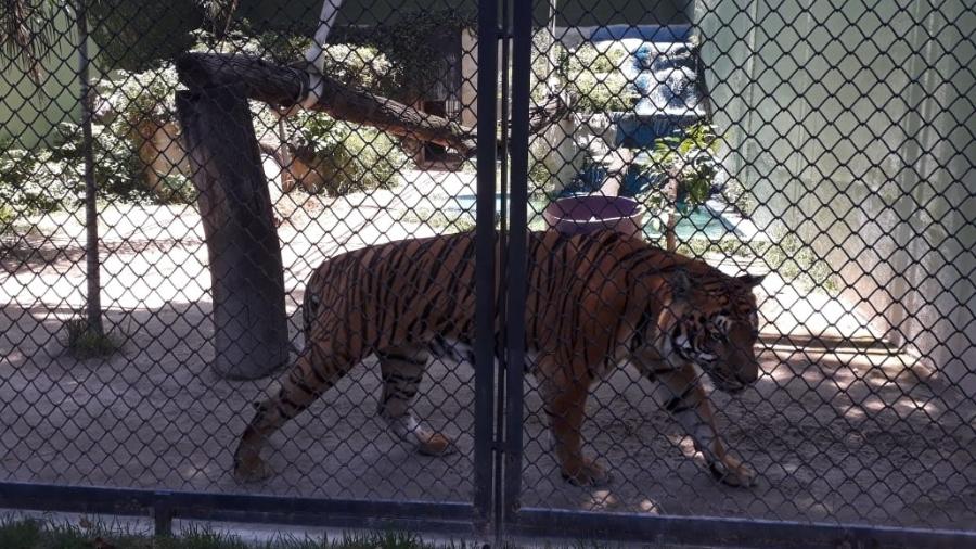 Em visita ao Zoo feita pelo vereador Dr. Marcos Paulo (PSOL), foi registrada imagens de animais em meio às obras. Tigre estava em jaula no local - Divulgação