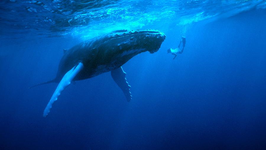 Na Austrália, este foi o 3º caso de lesão de mergulhadoras causado por proximidade com baleias-jubarte em 7 dias - Wild Horizons/Universal Images Group via Getty Images