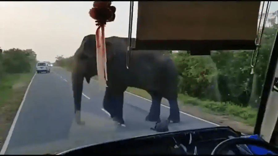 Elefante é alimentado com bananas em rodovia - Reprodução/Twitter/@ParveenKaswan