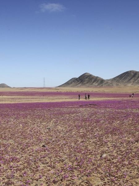 O deserto do Atacama, no Chile, o mais seco do planeta, está florido em vários quilômetros graças às chuvas incomuns registradas naquela área do norte do país.  - Patricio Lopez Castillo / AFP