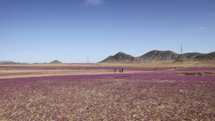 O deserto do Atacama, no Chile, o mais seco do planeta, está florido graças às chuvas incomuns registradas naquela área do norte do país