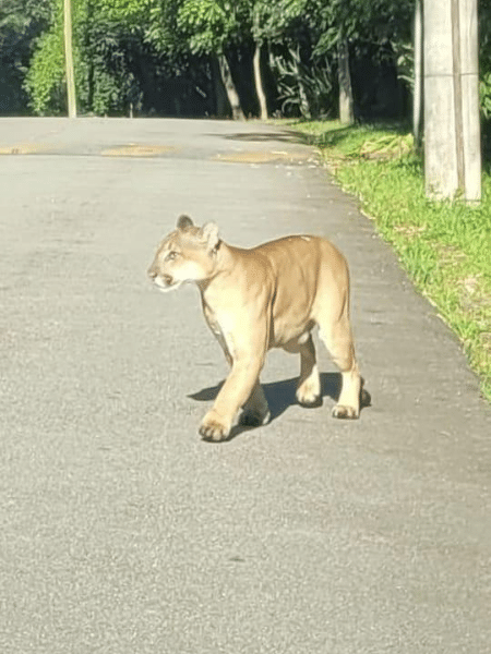 Onça-parda é vista em condomínio em Mairiporã (SP)