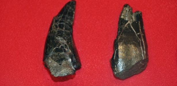 Dentes fossilizados de dinossauro encontrados em Nagasaki - KYODO