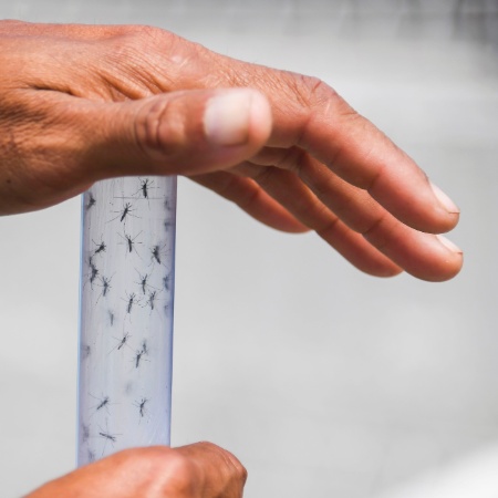 Zika Vírus pode ser transmitido pelos mosquitos Aedes aegypti (mesmo transmissor da dengue e da febre chikungunya). - Apu Gomes/AFP