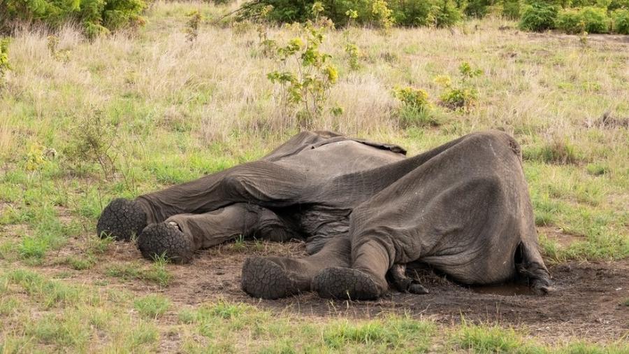 Há indícios de que os elefantes morreram pouco antes de chegar às poças d"água - Getty Images