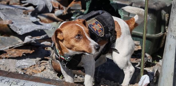 Patron, o cão que procura minas deixadas pelos russos, vira xodó na Ucrânia