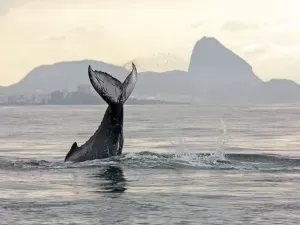 Já ouviu som de baleia-jubarte? Instituto registra pela primeira vez no Rio