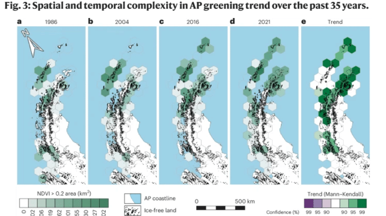 Análise divulgada no estudo mostra a vegetação "se espalhando" pela Antártida. Da esquerda para a direita, os registros correspondem aos anos de 1986, 2004, 2016 e 2021; sendo que o último indica a tendência da vegetação no local segundo os pesquisadores