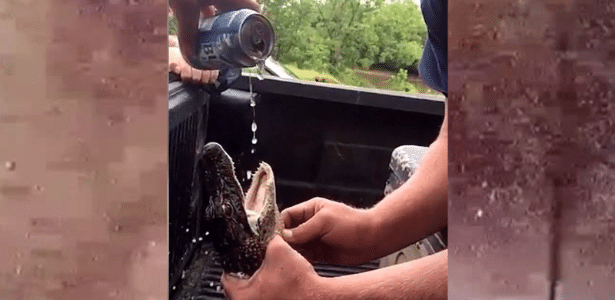 Uma das imagens divulgadas de um jacaré sendo forçado a tomar cerveja - South Carolina Department of Natural Resources