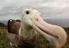 O rato gigante que ameaça de extinção espécie de albatroz - Ben Dilley