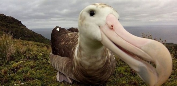 Só restam 2 mil casais de albatroz-de-tristão na ilha de Gough - Ben Dilley