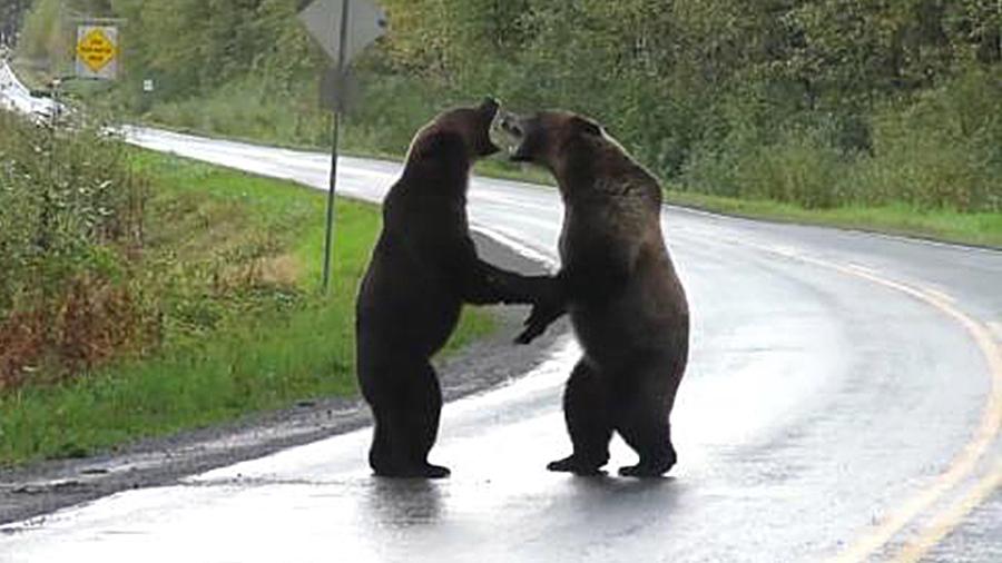 Ursos lutam em vídeo postado por canadense no Facebook - Reprodução/Facebook