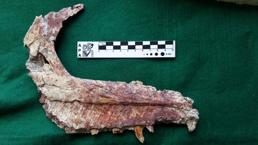 Os restos de dinossauro carnívoro, Tralkasaurus cuyi, que viveu na Patagônia Argentina há 90 mil anos - AFP/Museu Argentino de Ciências Naturais