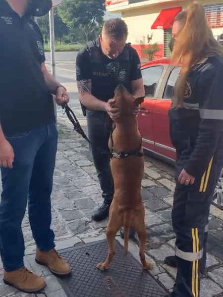 pit - Reprodução de vídeo - Reprodução de vídeo