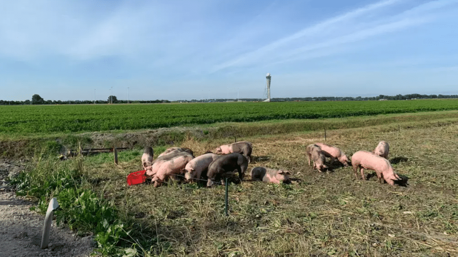 Porcos foram soltos em terreno perto de Aeroporto em Amsterdã para espantar aves. - Divulgação/Aeroporto Schiphol 
