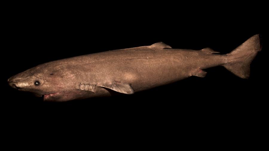 Tubarão-da-Groenlândia é o vertebrado mais longevo do planeta; análise do olho permitiu descobrir idade - Julius Nielsen/Handout via Reuters