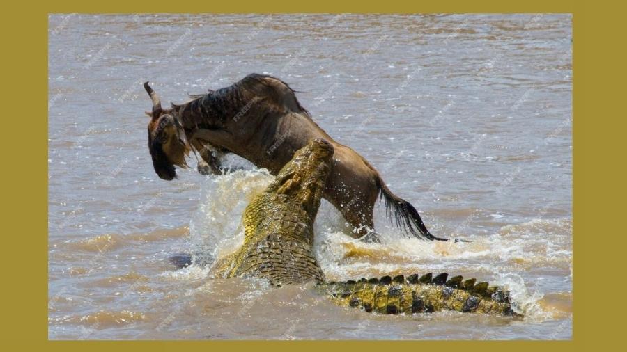 Crocodilo do rio Mara, no Quênia, pega um gnu. O bicho fica à espreita, à espera de uma oportunidade. É o bichinho de estimação intelectual da extrema-direita brasileira