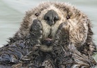 O concurso que reúne as fotos mais cômicas de animais selvagens - HARRY M. WALKER/COMEDY WILDLIFE PHOTOGRAPHY AWARDS