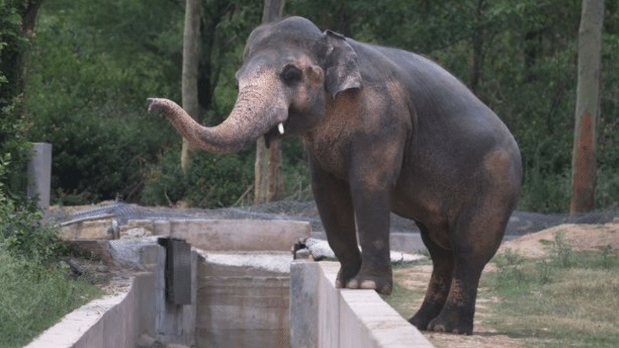 O elefante Kaavan agora poderá viver uma vida mais tranquila em santuário de preservação - Reprodução